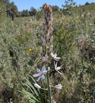 Inflorescencia de gamón destacando sobre un matorral abierto