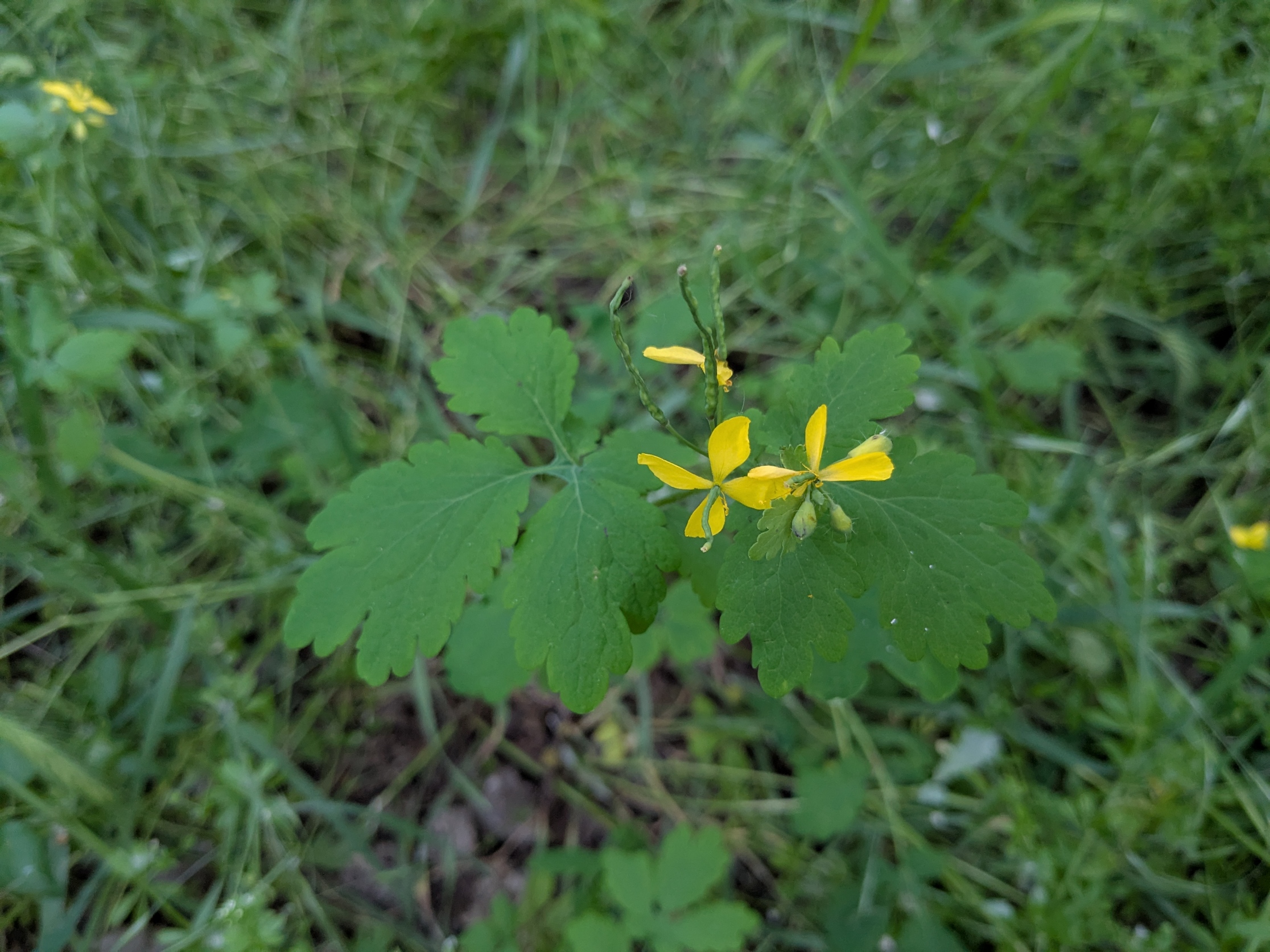 Chelidonium majus_2