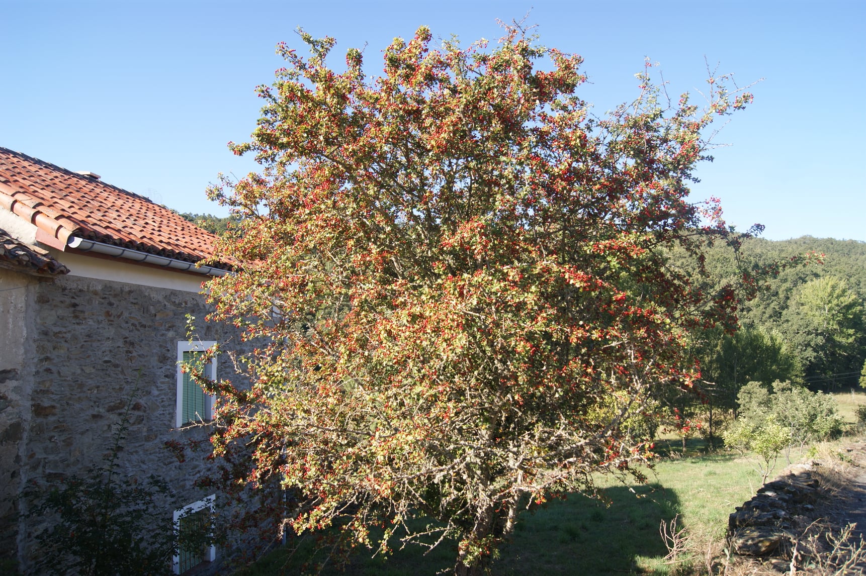 Crataegus monogyna_1