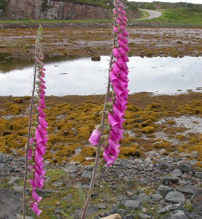 Dos ejemplares de Digitalis purpurea en los que se observa su altura