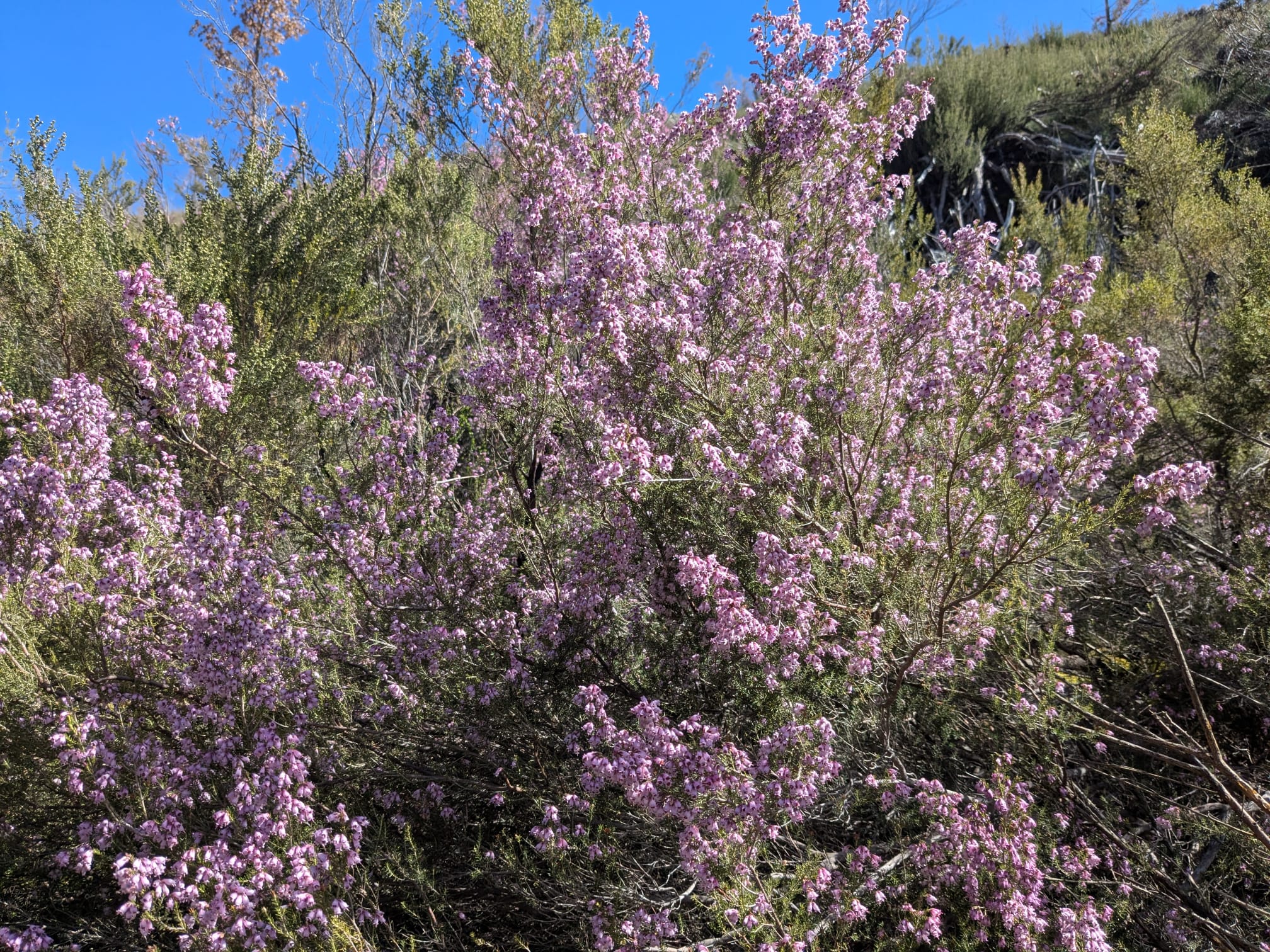 Erica australis_1