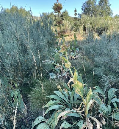 Gentiana lutea_1 Ejemplar de genciana donde se observa el porte que puede alcanzar