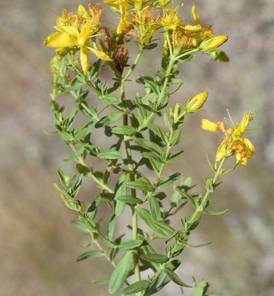 Hypericum perforatum_1 Detalle de las hojas e inflorescencias amarillas del pericón