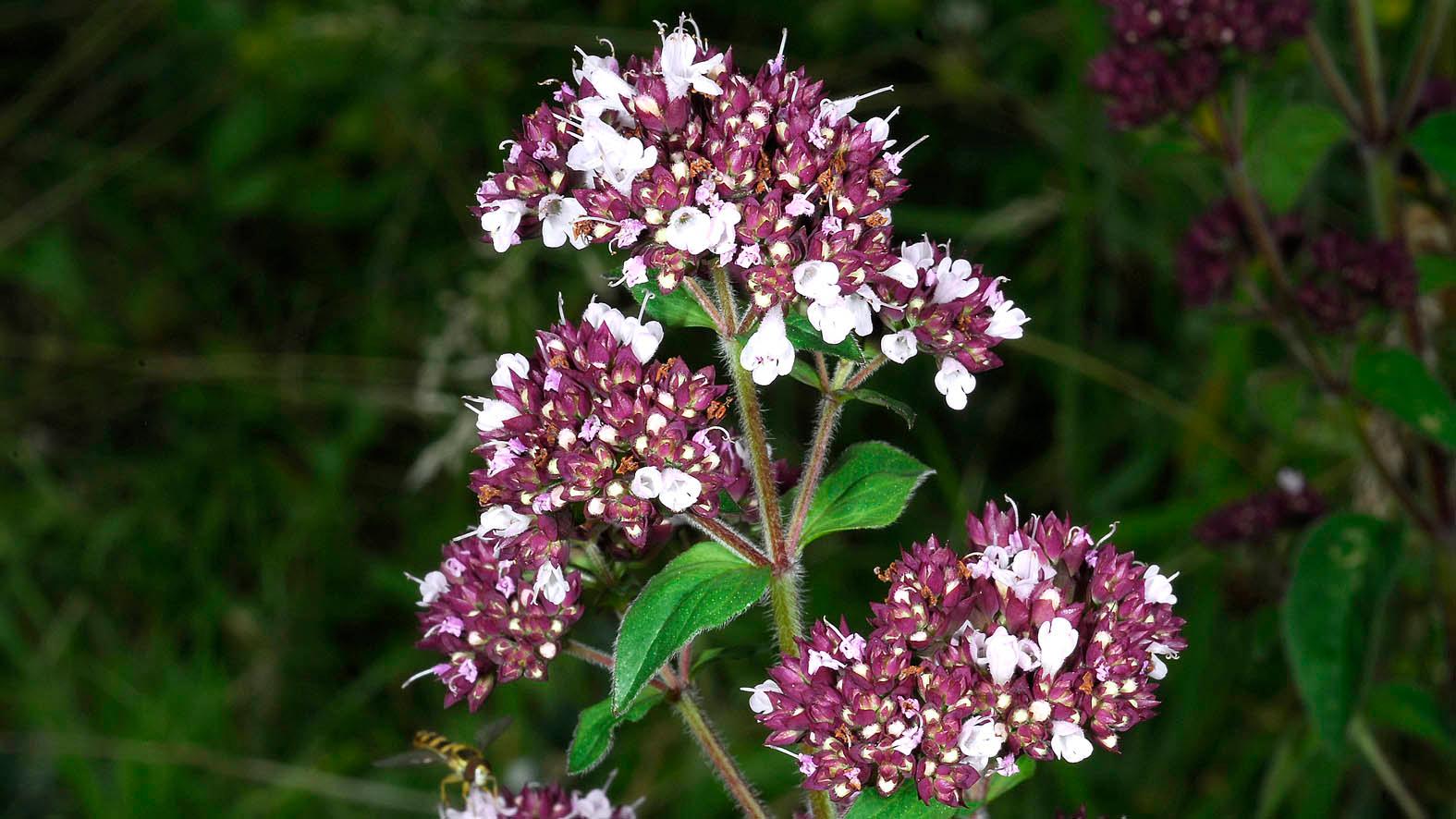 Origanum vulgare_1