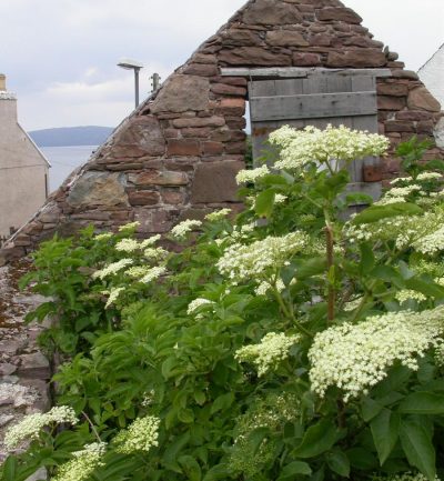 Sambucus nigra_2 Ejemplar de saúco con las inflorescencias en estado óptimo para su recogida