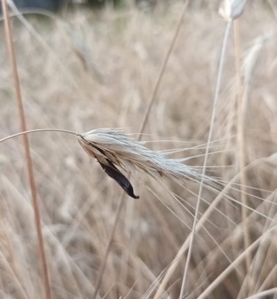 Secale cereale_2 Detalle del famoso cornezuelo que aparecía en las espigas del seruendo o centeno y después era vendido