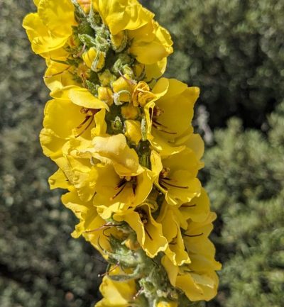 Verbascum pulvurentum_2 Flores amarillas de una especie del género Verbascum