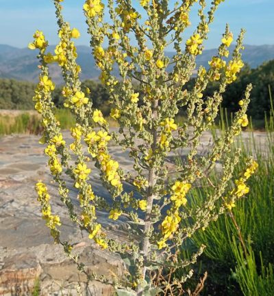 Verbascum pulvurentum_3 Detalle de las hojas e inflorescencias amarillas del gordolobo. Se observa también la altura del individuo