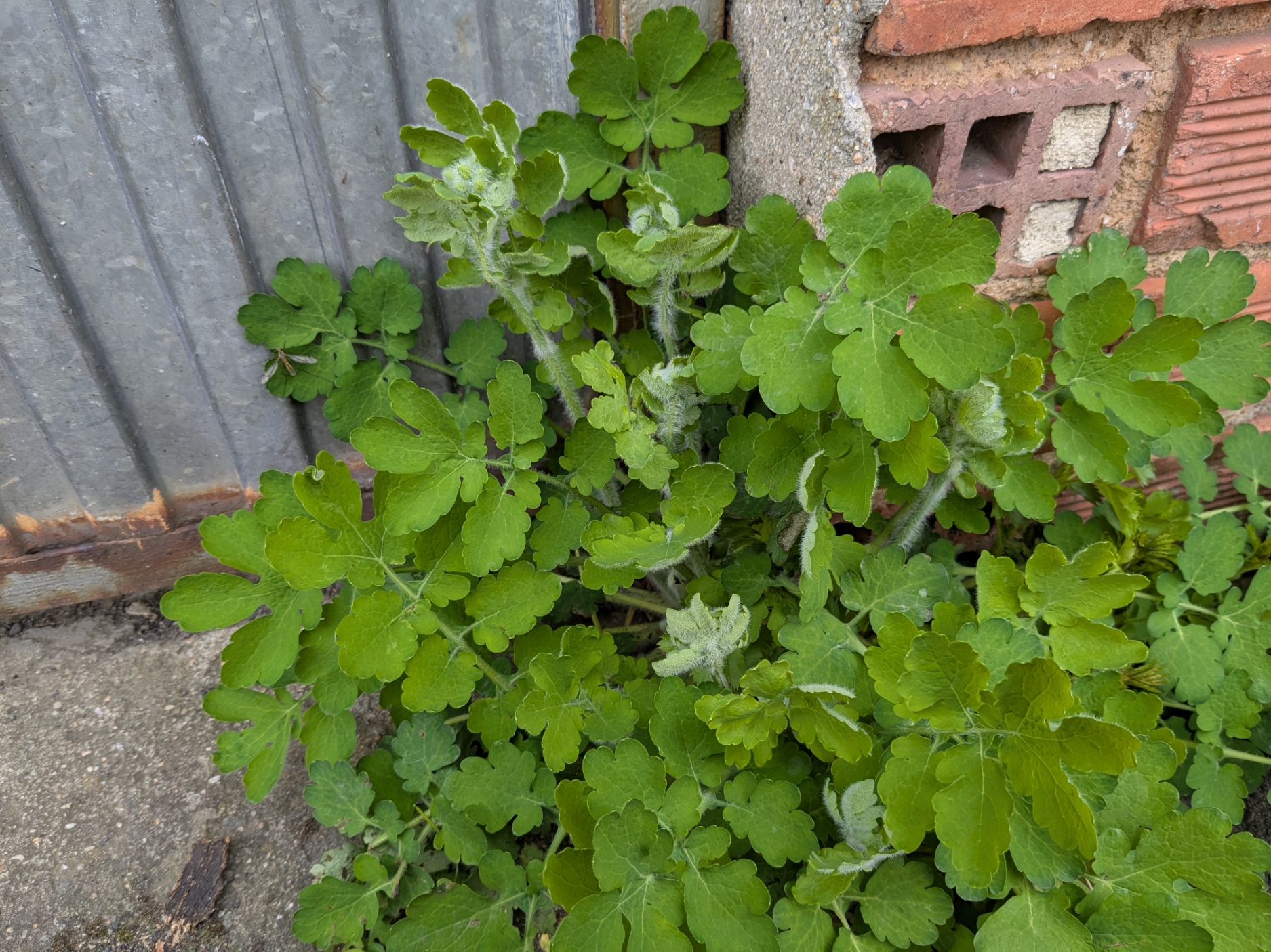 Chelidonium majus_1