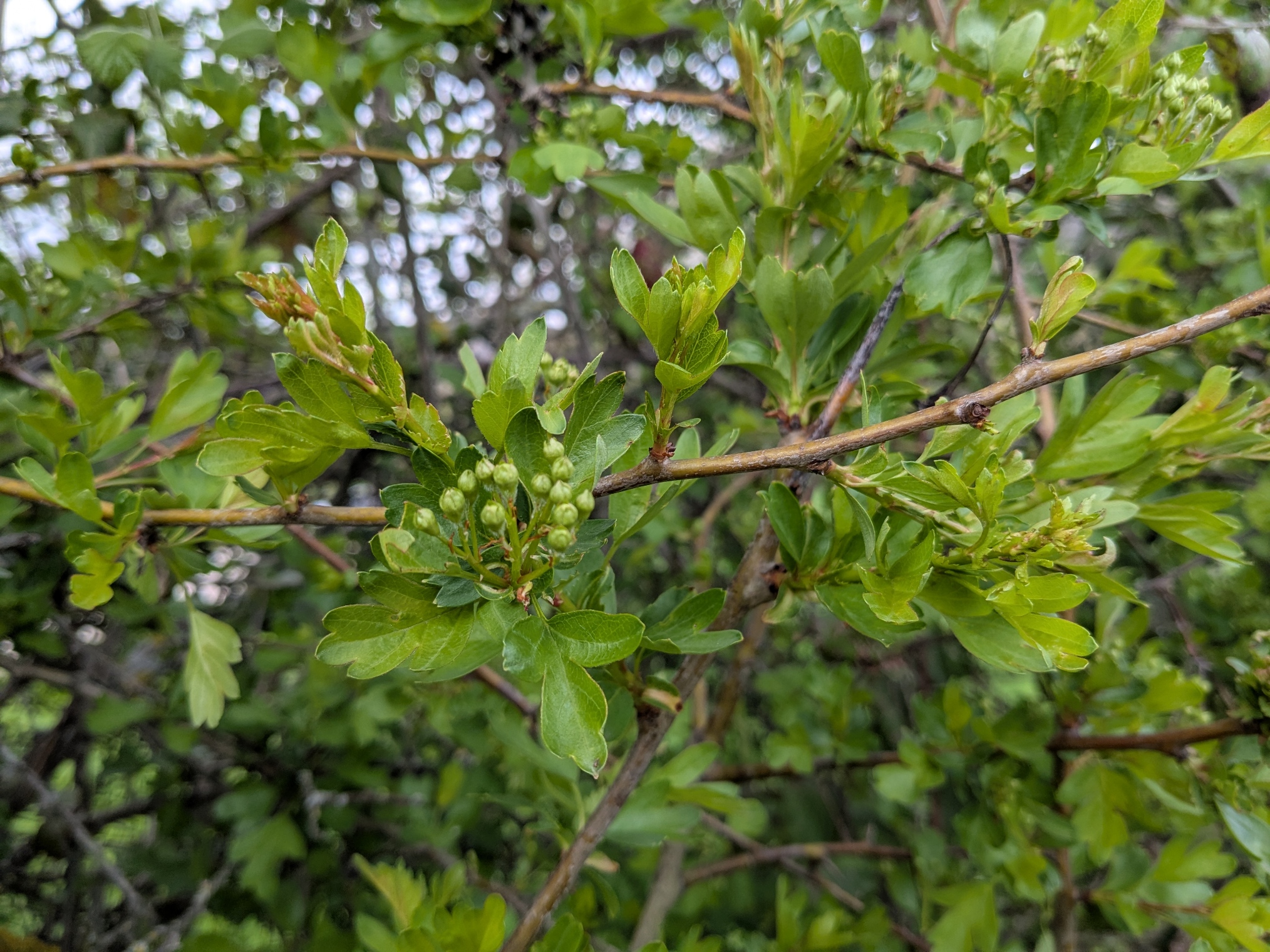 Crataegus monogyna_2