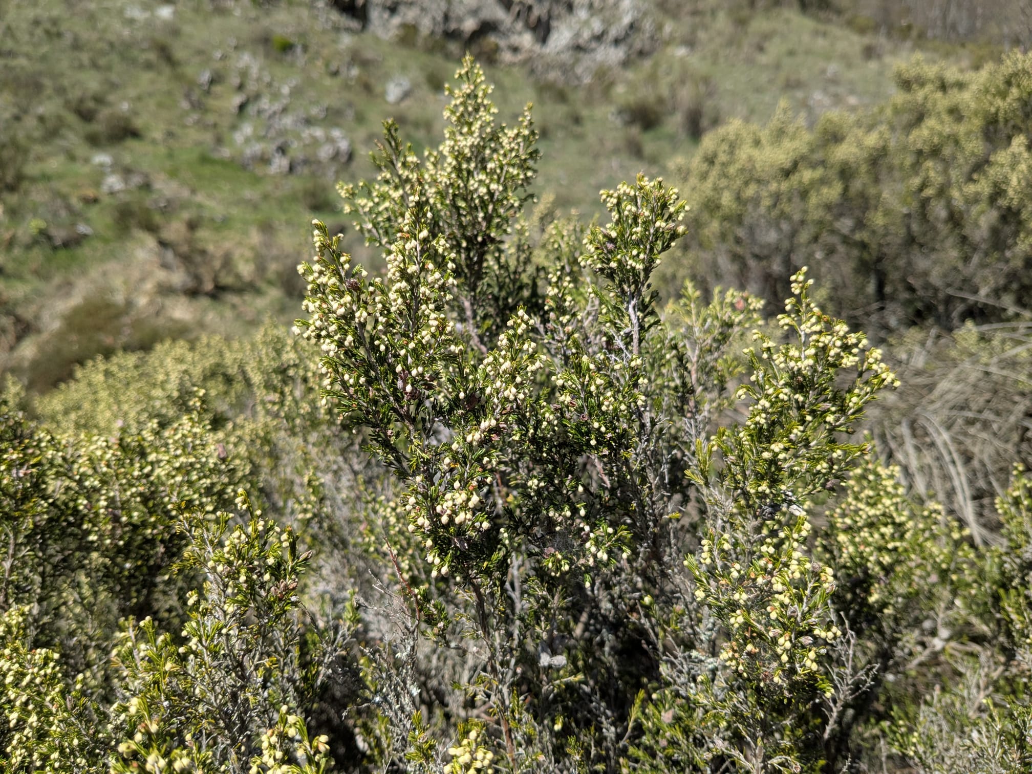 Erica arborea_1