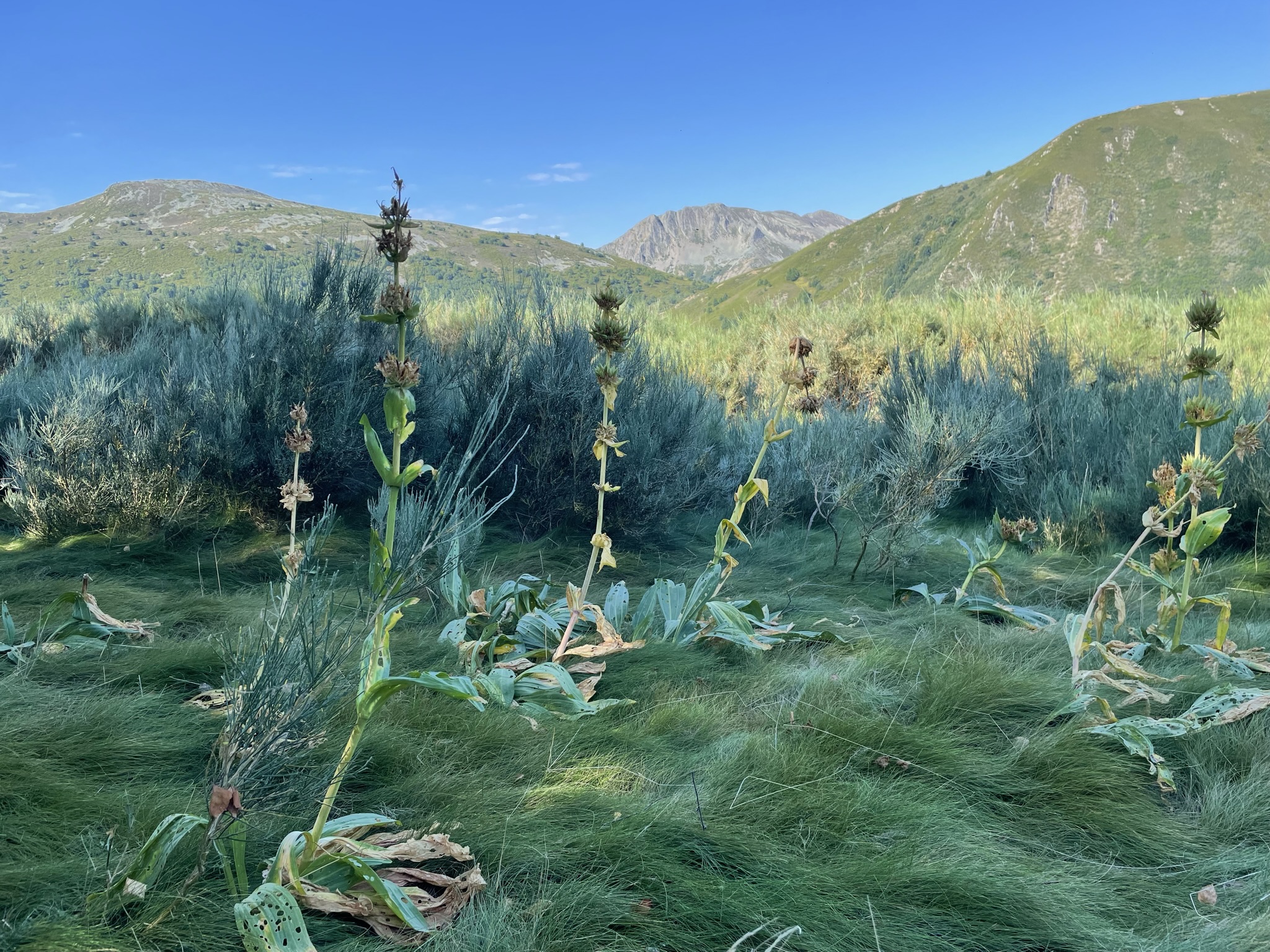 Gentiana_lutea