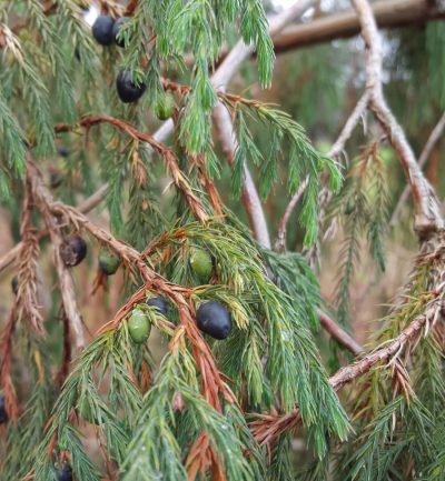 Detalle de las hojas y los gálbulos (frutos) de la sabina