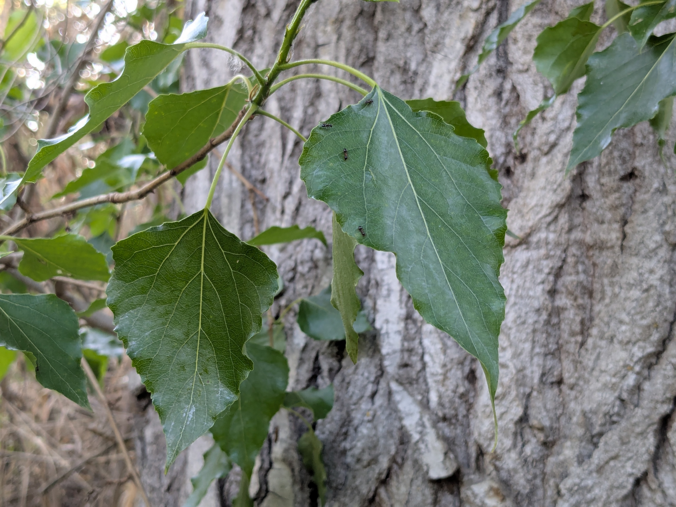 Populus nigra_1
