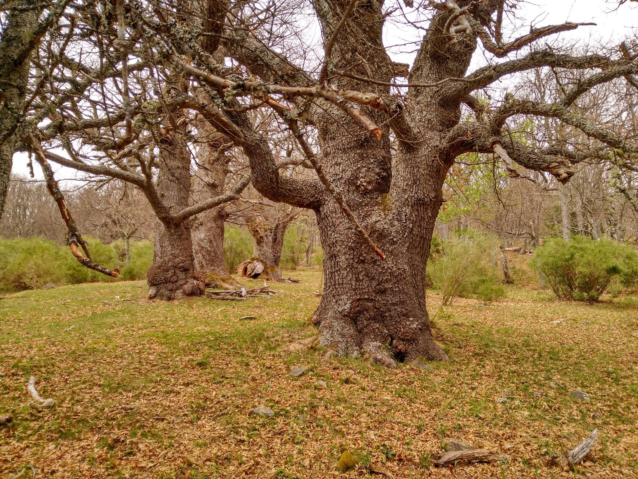 Quercus petraea_1