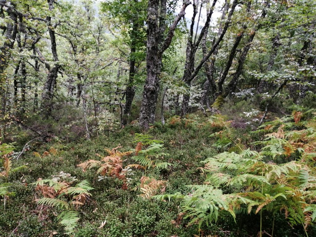 Quercus petraea_2