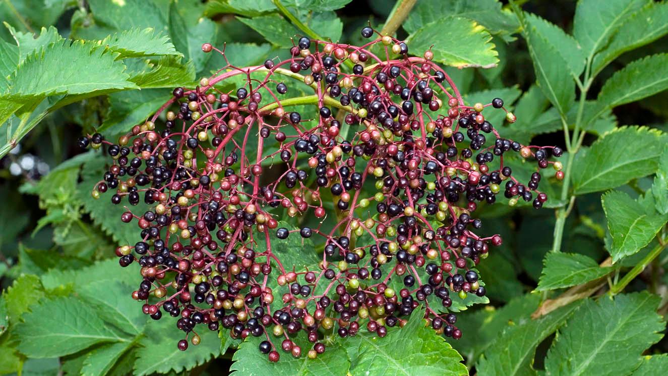 Sambucus nigra_1