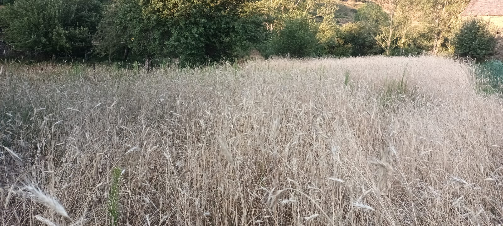 Secale cereale_1