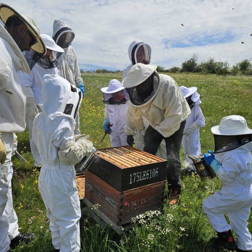Actividad de diversificación Actividad de diversificación