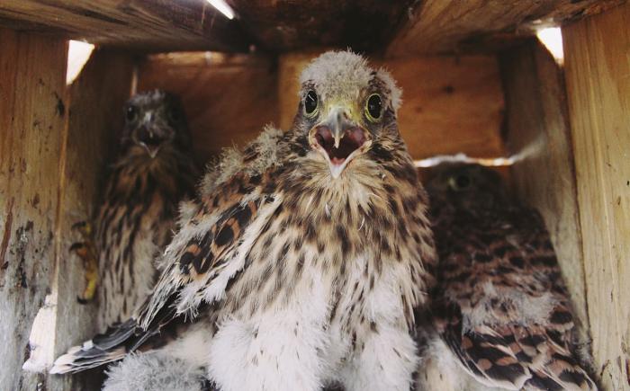 Control biológico en colmenar: nuevas cajas nido para cernícalos