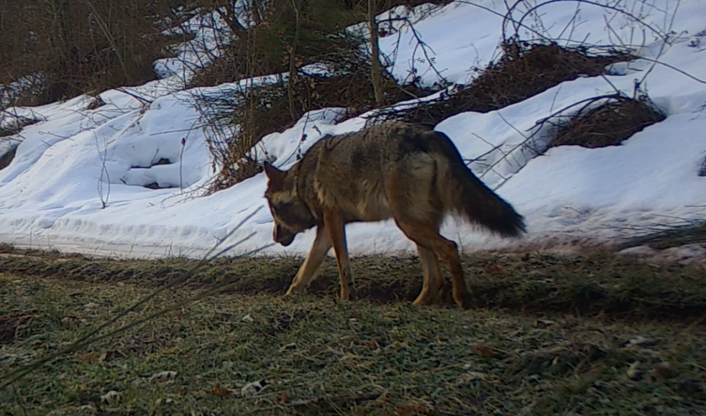 Primeros resultados del seguimiento de fauna asociada a colmenares
