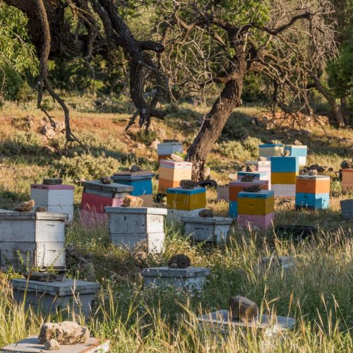 ebor-beehives-5195120 ebor-beehives-5195120