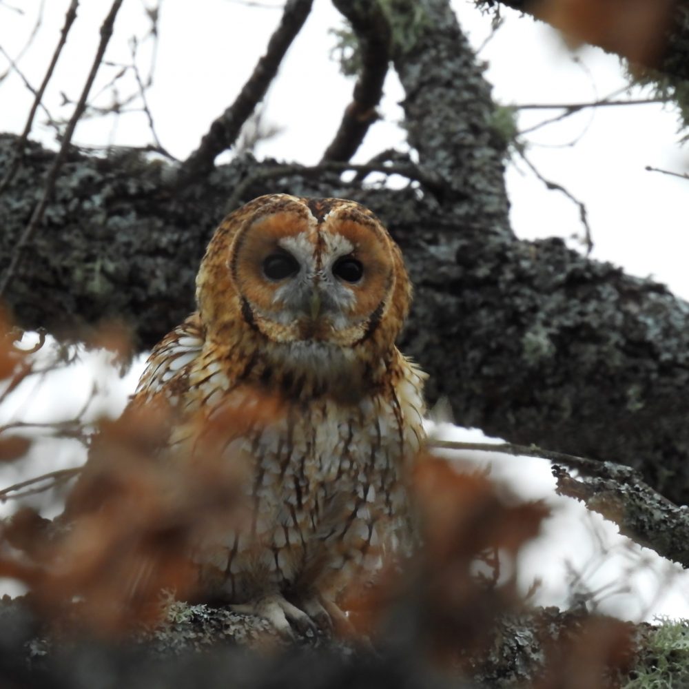 Cárabo - Guille Castiñeira
