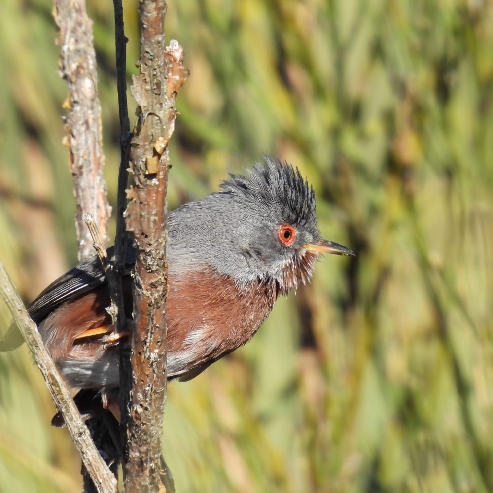 Curruca rabilarga - Guille Castiñeira