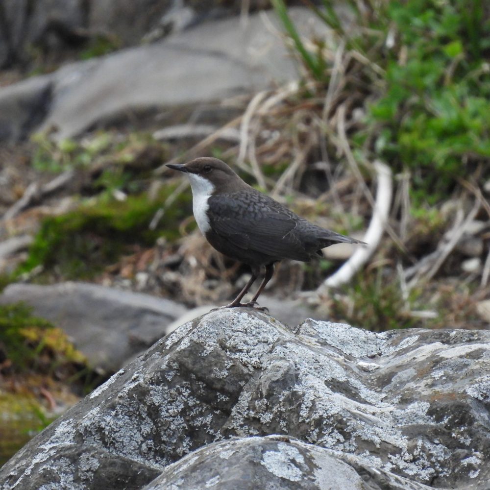 Mirlo acuático - Guille Castiñeira