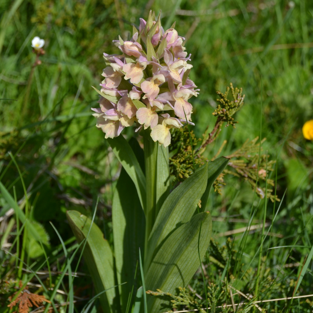Orquídea 2 - Angel Argëlles