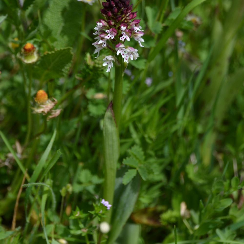 Orquídea 3 - Angel Argëlles