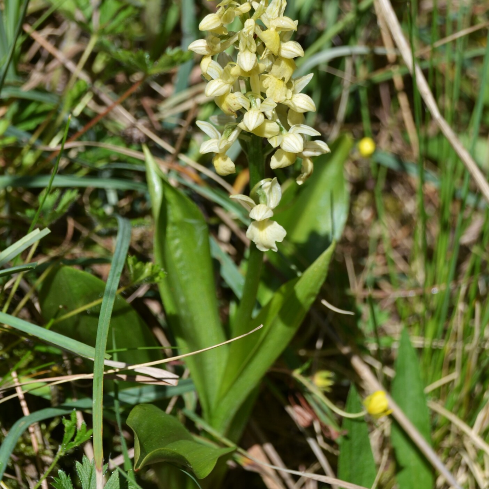 Orquídea - Angel Argëlles
