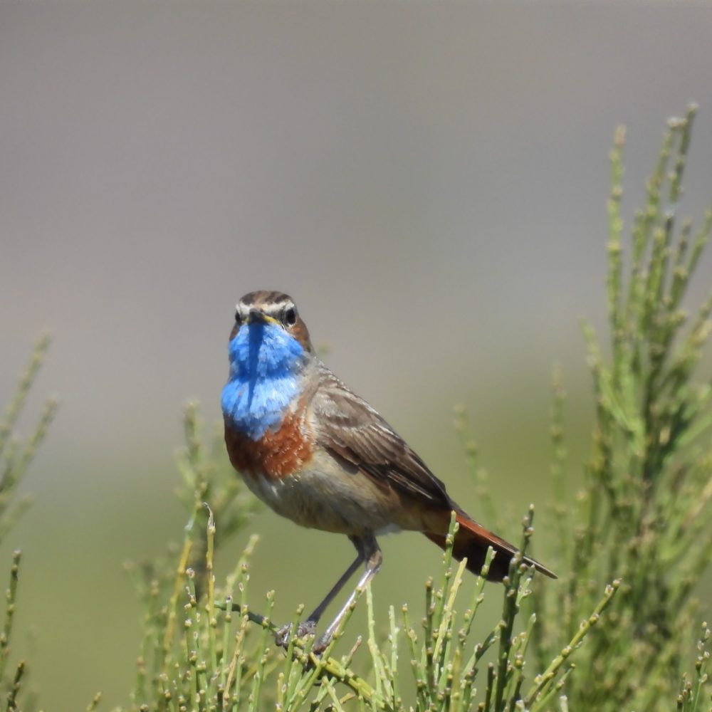 Pechiazul Guille Castiñeira
