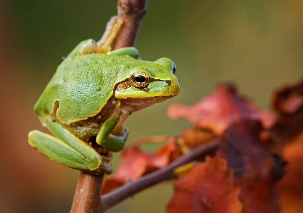 Ranita de San Antón